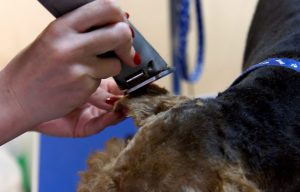 Strzyżenie włosów na uszach - terier walijski