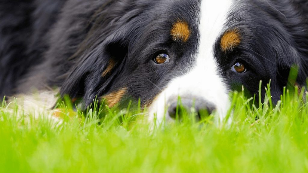 berneński pies pasterski leżący w trawie