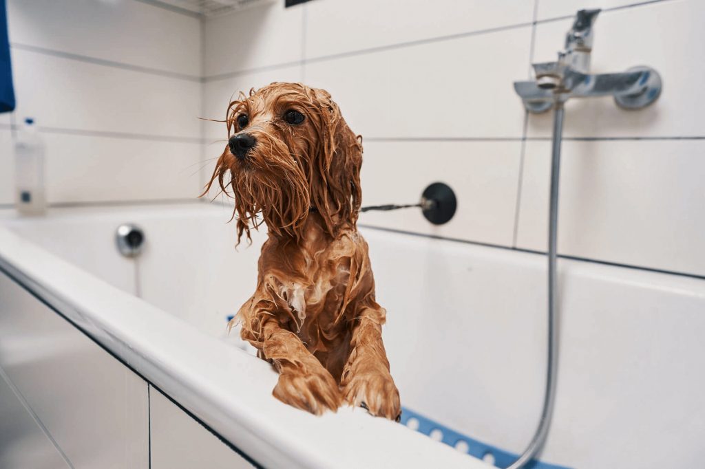 Kąpiel psa w domu