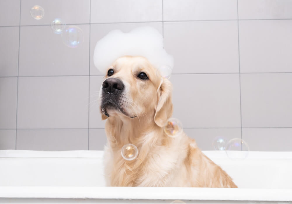 zabieg pielęgnacyjny - kąpiel psa